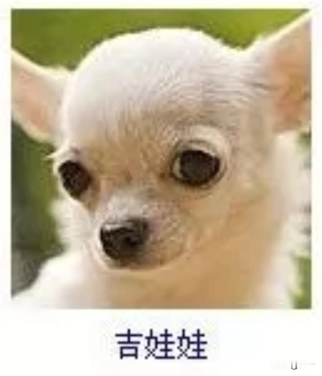 菩萨蛮5·吉娃娃
       雪茸轻裹星眸巧，尖耳斜垂娇身小。鼻吻点乌痕，眸明