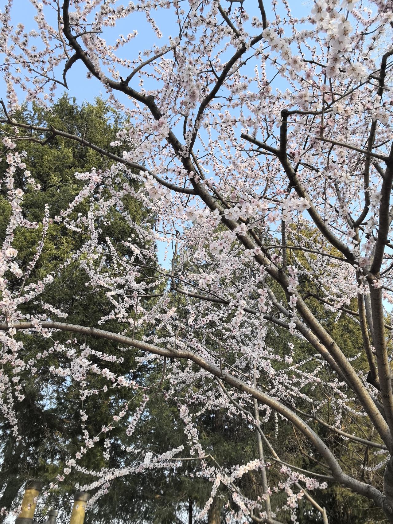 北京。早春二月。

北京早春赏花 北京春天美景 早春花景
