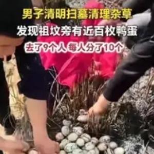 扫墓清杂草竟挖出近百枚鸭蛋！网友：这是祖坟冒“蛋”气？
 
天上掉馅饼了！近日，