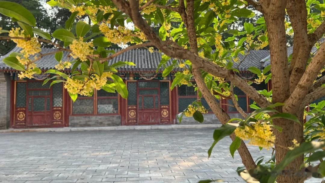 颐和园，历史十分的悠久，自清代时期开始，这里就有栽培桂花的记录。现在呢，这里有近