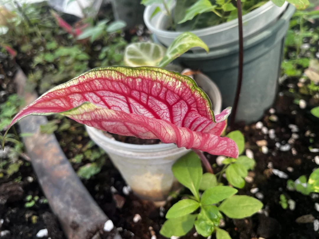 当你再次发芽的时候，我便原谅了一切