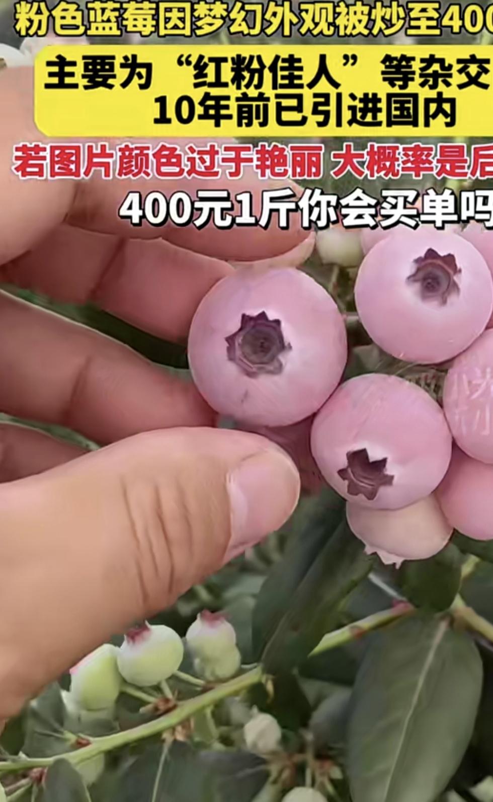 粉色蓝莓400一斤，梦幻价位.