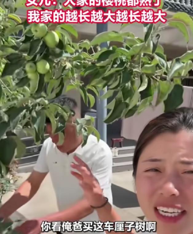"笑不活了！"河南，男子网购车厘子树苗，养了3年。没想到，结青苹果，不结车厘子。