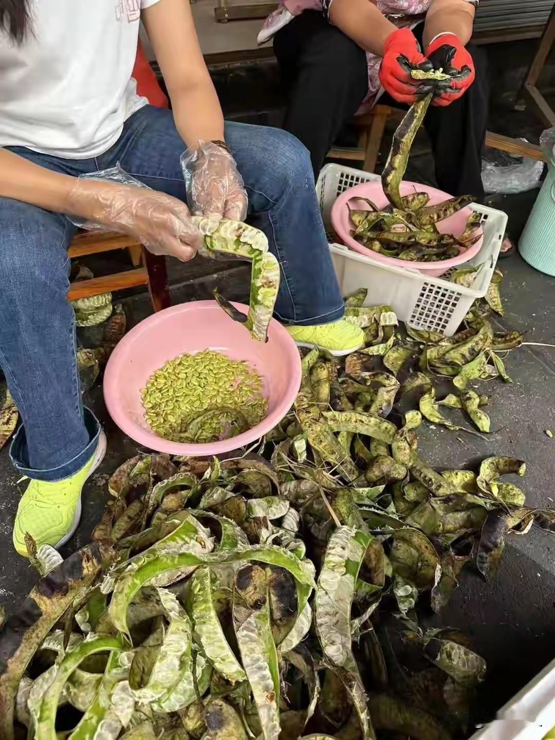 儿时用来煮糖水，如今百元一斤成稀罕货！一棵大树一年剥不出两斤
以前条件没有现在好