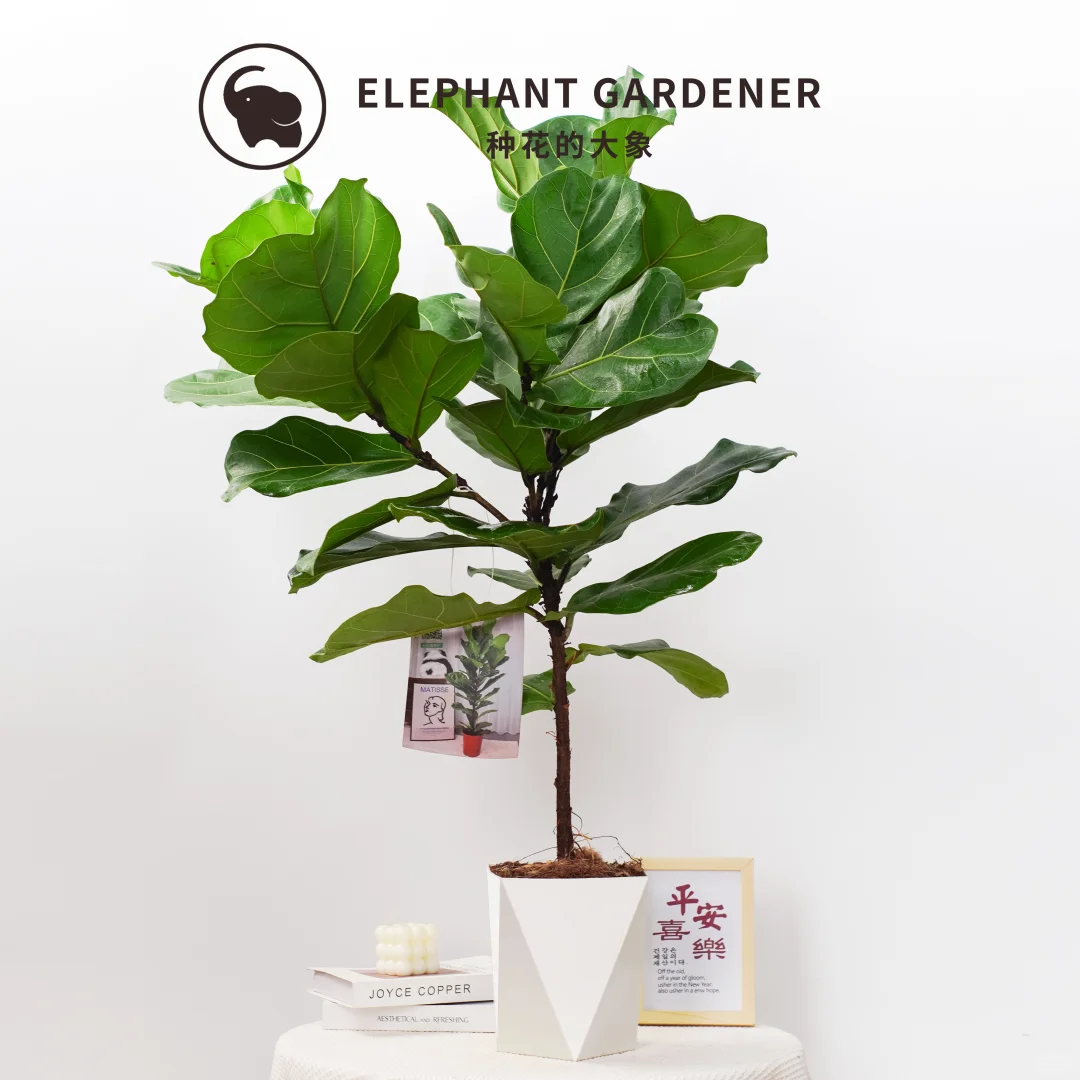 🌿琴叶榕，室内绿植新宠🌿