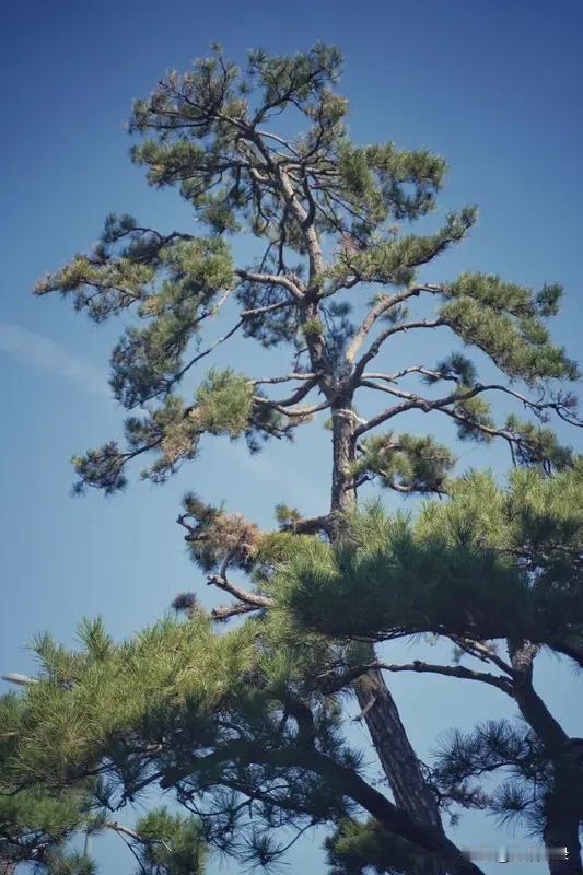 “独鹤有声知半夜，苍松无言望天明”，这诗句一下就把我拉进了一个静谧又深邃的世界。