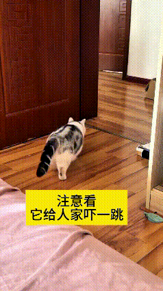 这段视频我反反复复看了好几遍，属实给我逗乐了！猫咪慢悠悠往门口走，察觉到有另一只