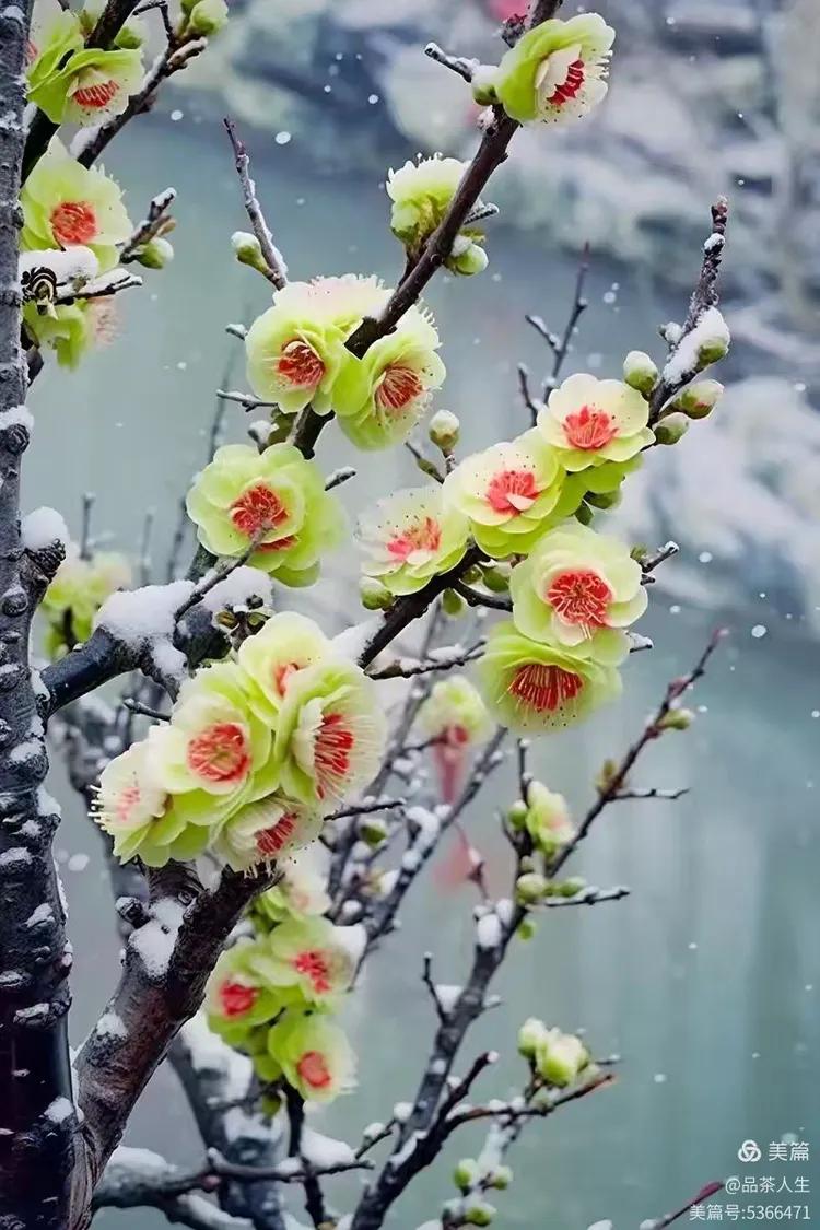 下联：踏雪寻梅竟日欢。