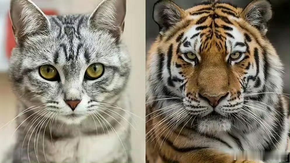 猫咪：看我长得像不像我二舅😾 