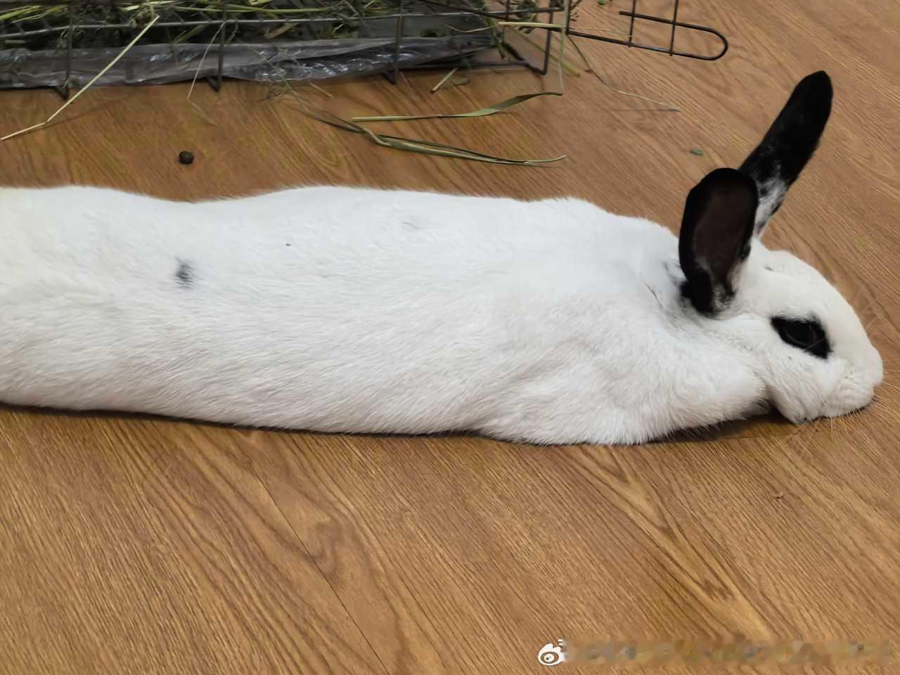 14163🐇.【兔】随心切换形状！ 