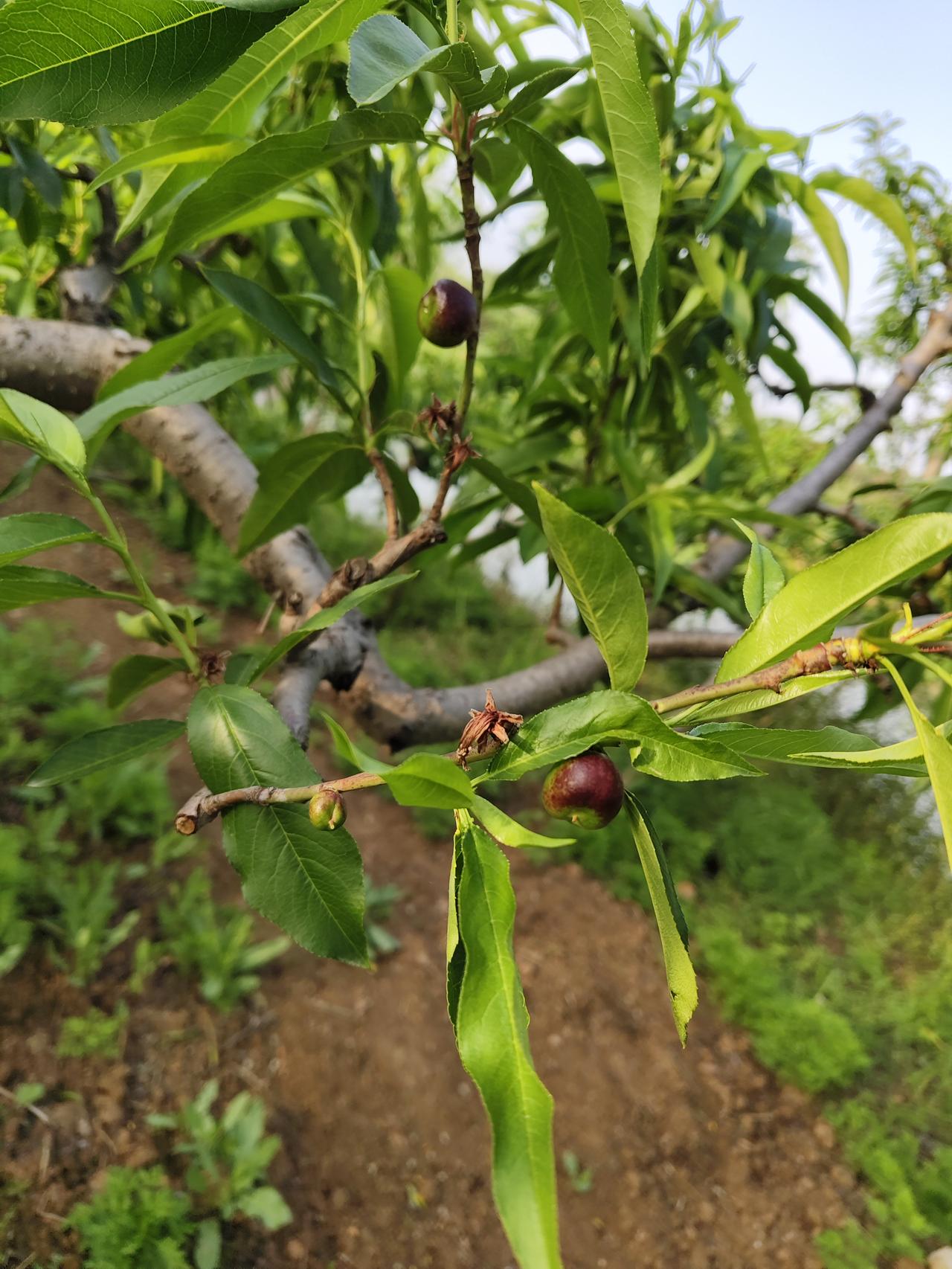 春日果园实拍！油桃挂满枝头，静待夏日甜蜜收获
 
走进春日的果园，满眼都是生机勃