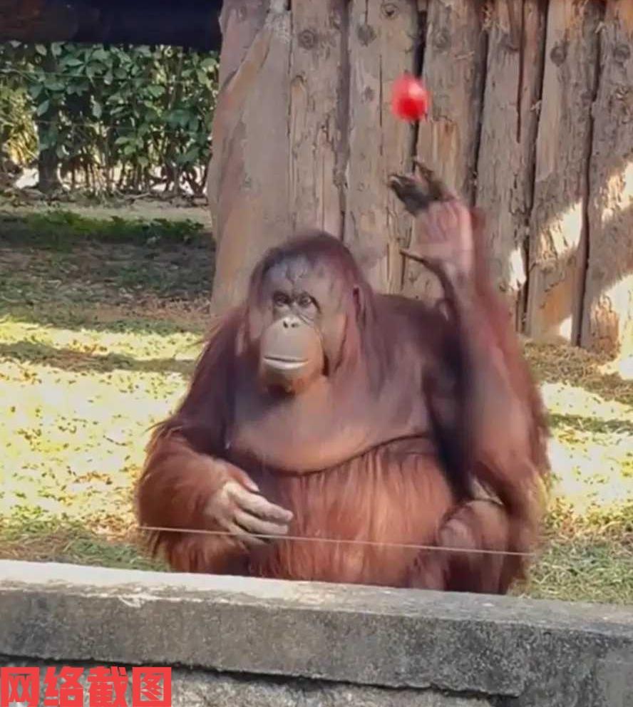 上海有动物园的红毛猩猩，让人对它刮目相看。

原来这只懂人性的红毛猩猩，在接到游