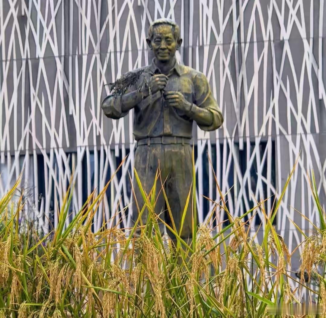 谁懂啊！这家博物馆的体验感直接拉满～ 稻谷造型的场馆自带治愈滤镜，金黄稻浪在光影