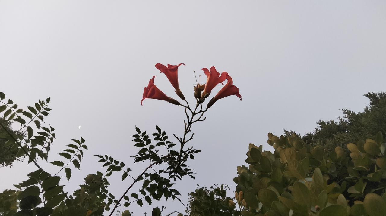 分享一张你相册的拍的花凌霄花.秋日