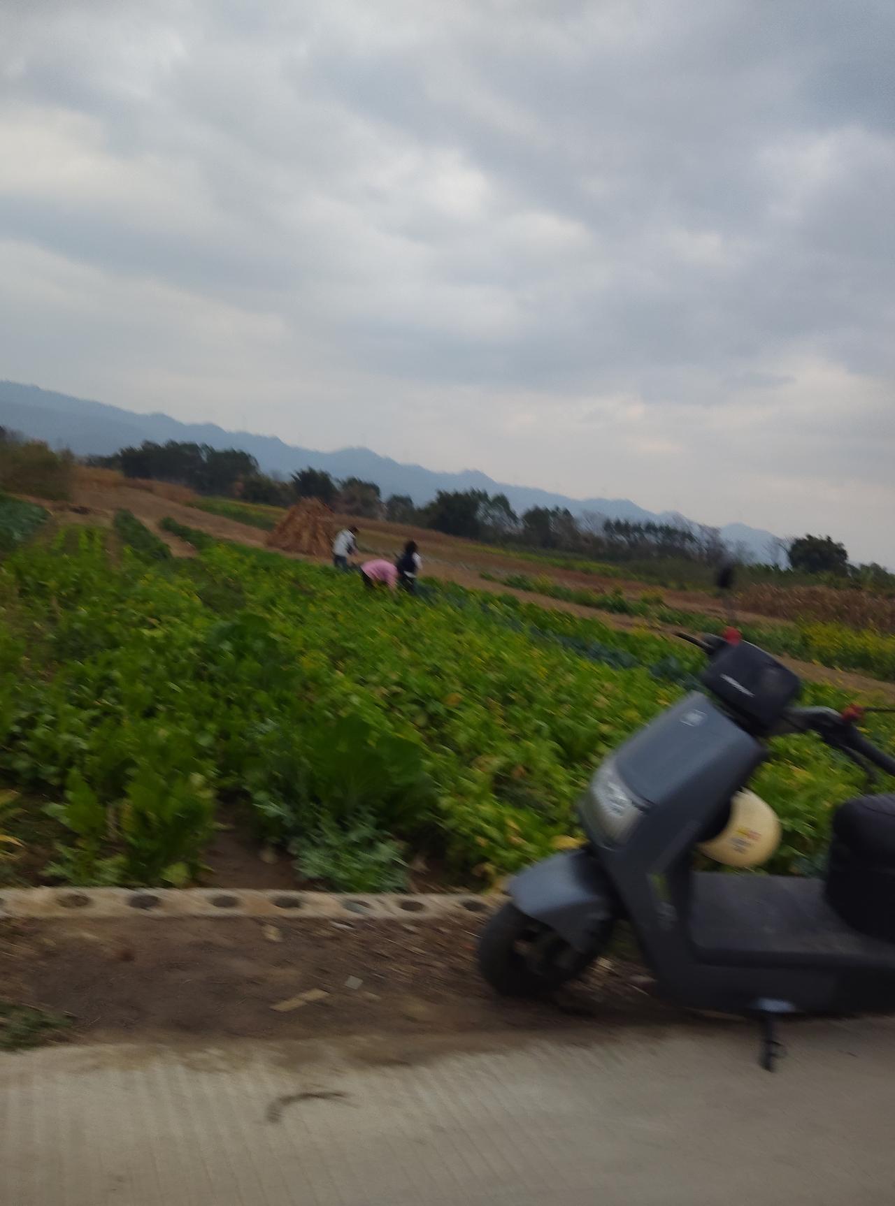 今天天气阴阴的，骑小电驴晃到了城郊的菜地，刚停稳就看见前面几位小姐姐在田里面摘菜
