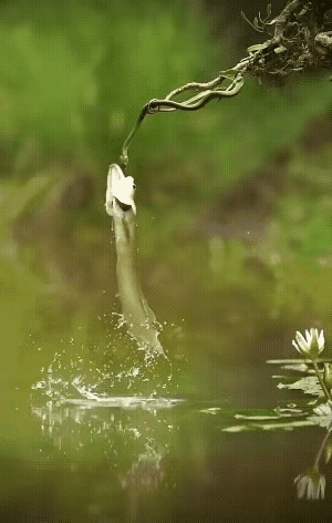 这场景说百年一见都不能概括它的难得了。蛇：银龙咬钩啦！

天高任鱼跃，
飞鱼杀蛇