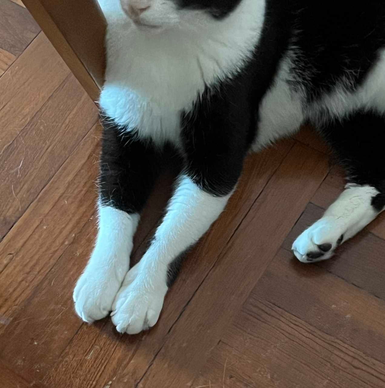 白手是神圣。daily奶牛猫奶粉投稿