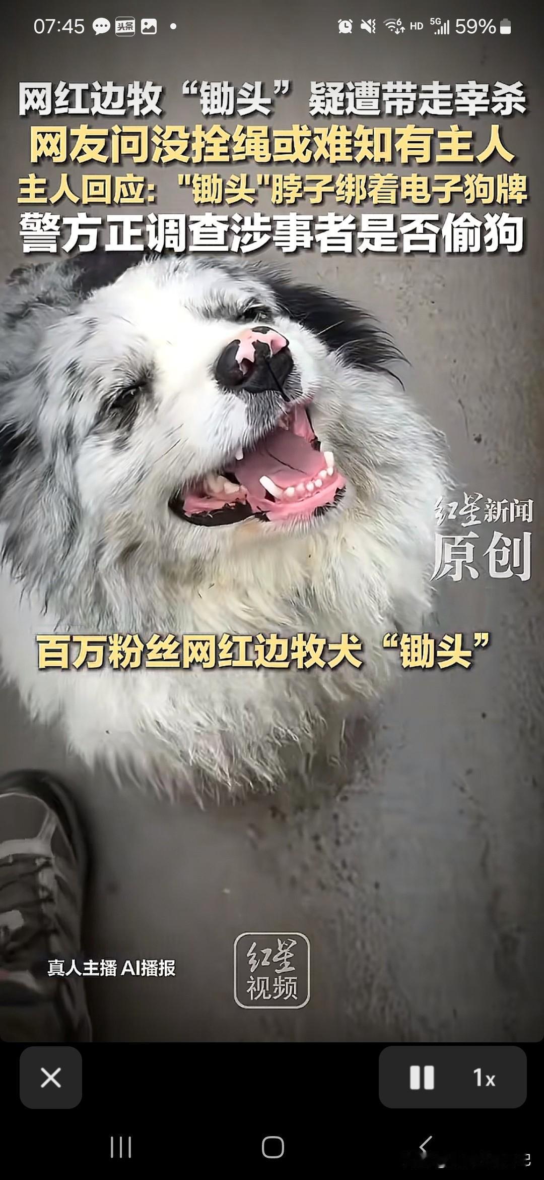 网红狗“锄头”的遭遇，除了偷狗贼要受到法律的制裁，难道狗肉馆老板岂能置身事外？？