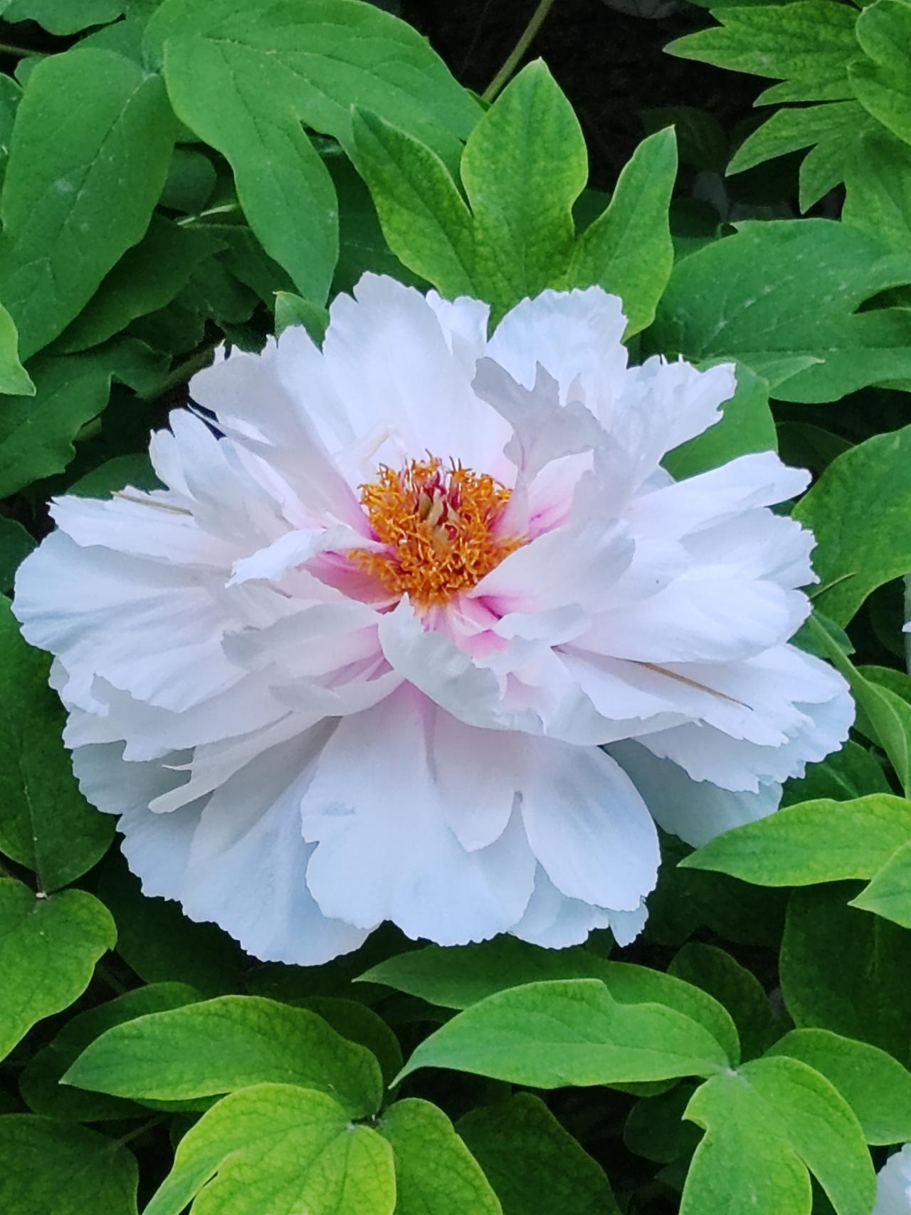 苦心人，天不负，卧薪尝胆，三千越甲可吞吴。有志者，事竟成，破釜沉舟，百二秦关终属