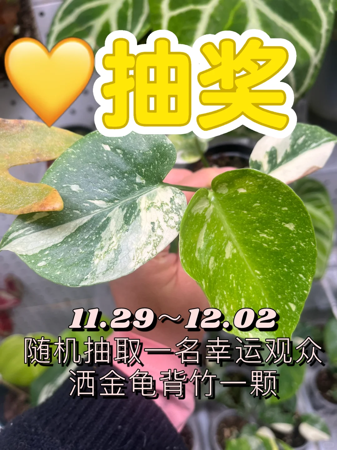 抽奖：洒金龟背竹