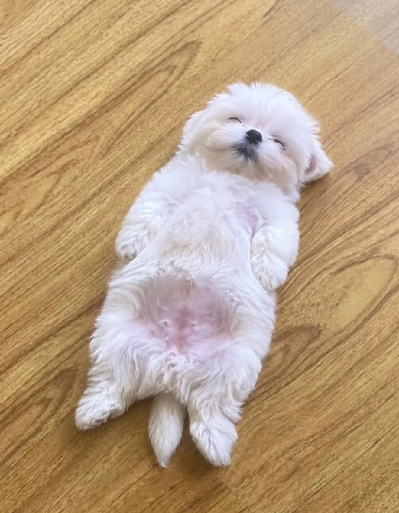 超级可爱 