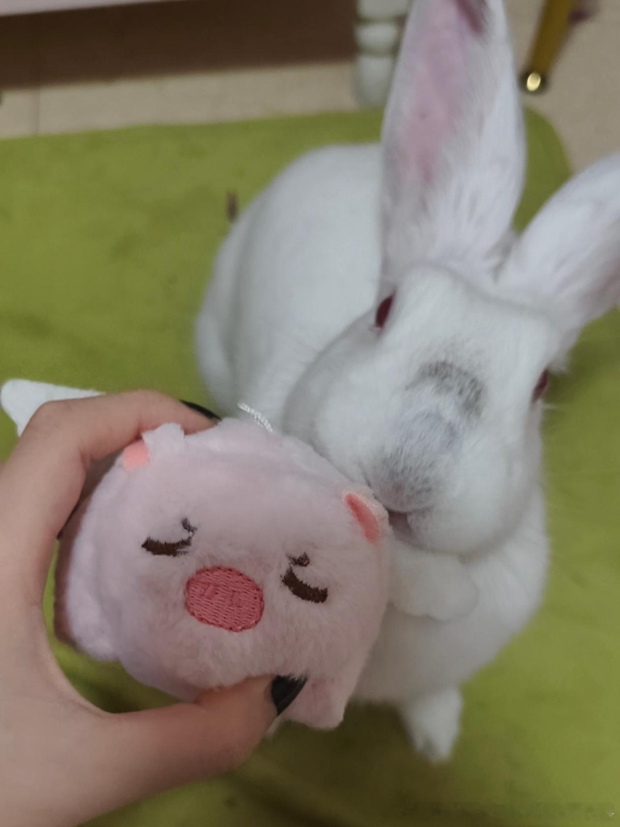 14310🐇【猪】*猪，左一 