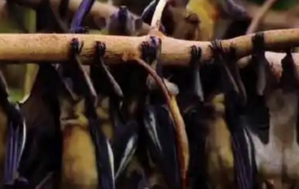 病毒来源找到了！印度媒体引述西孟加拉邦的一名卫生官员表示：加尔各答附近一家私立医