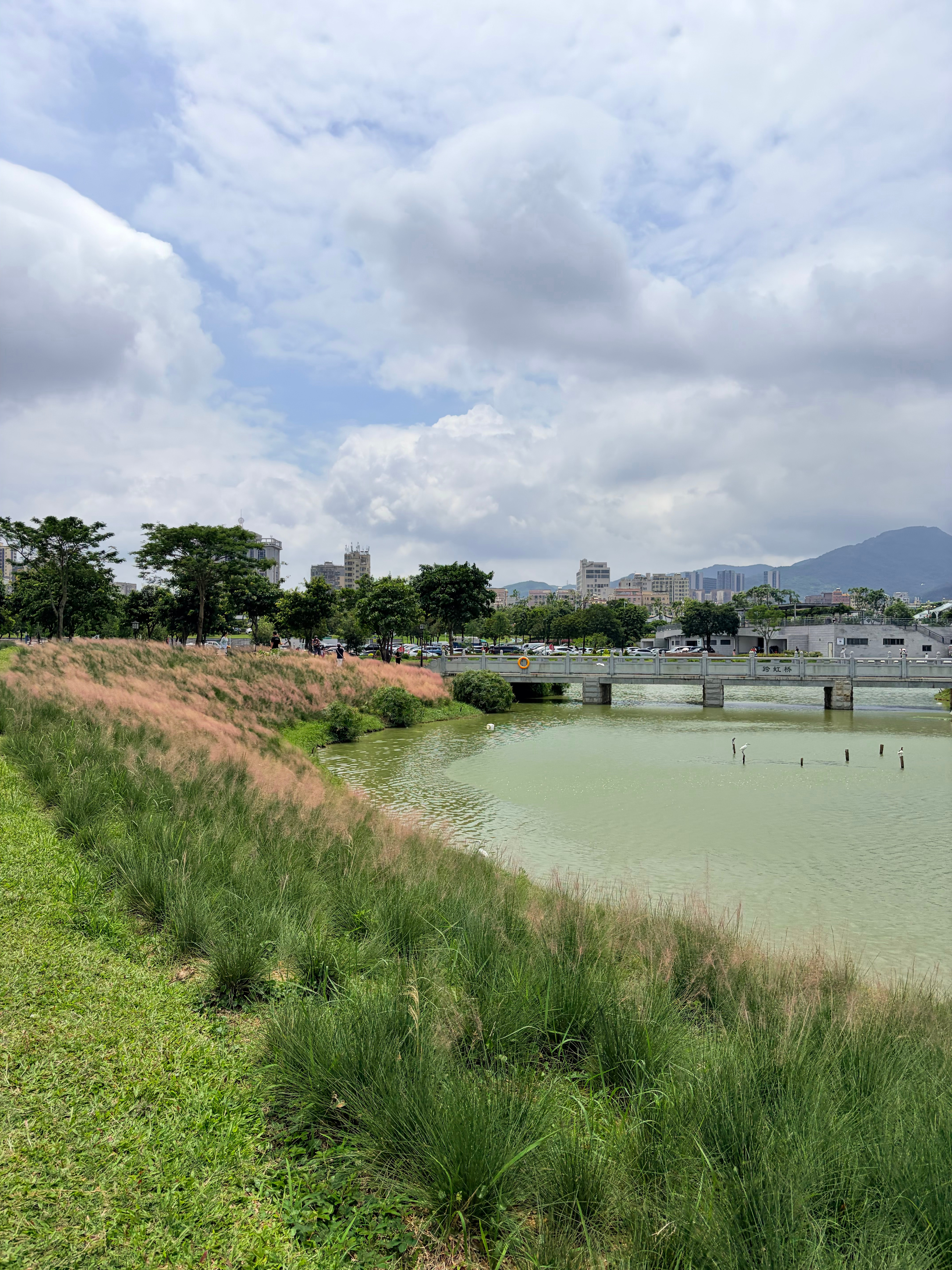 早上出发去公园了，在🫘上面刷到粉黛花海开了，就过去打卡了，里面的地图指示不是很