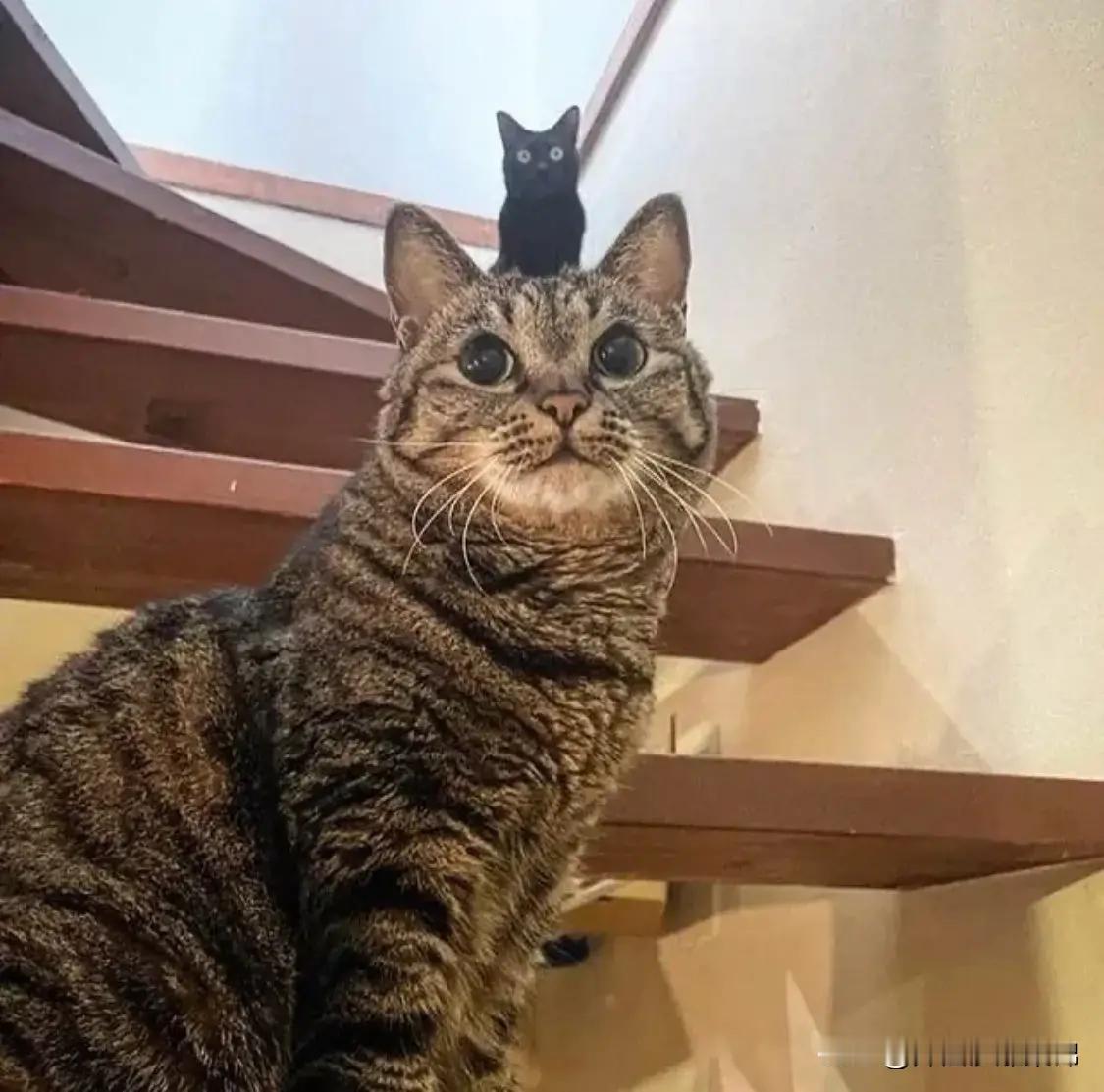 [呆无辜]：怕了吧，俺上头有人！！#猫咪大明星# ​​​