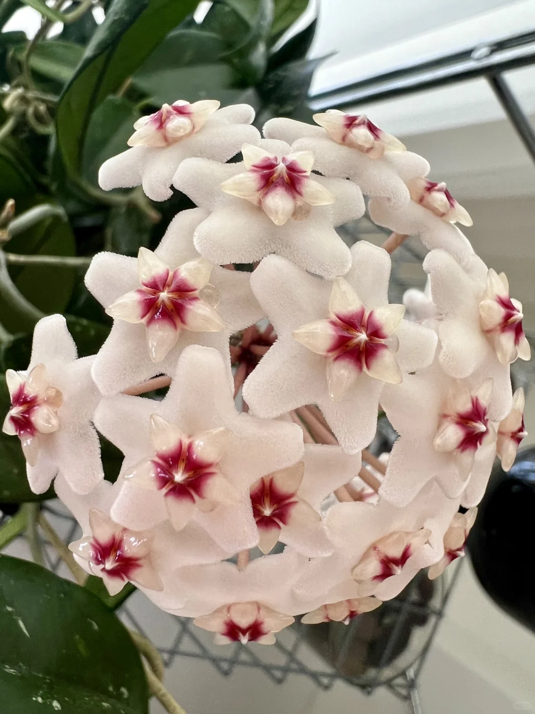 园艺｜修剪后的球兰开花啦