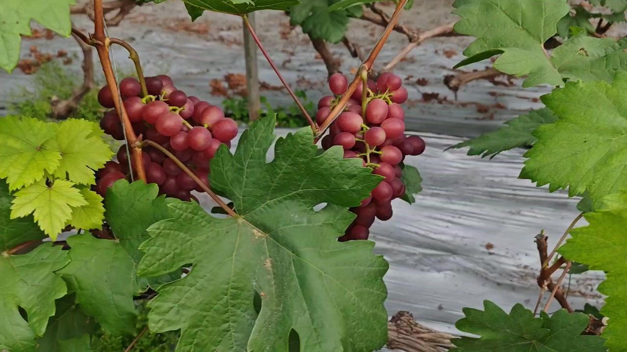 1.🌿春红3号现状：一穗将近三斤，穗型大但转色稍慢，还带青涩感。果粒小是因玫瑰