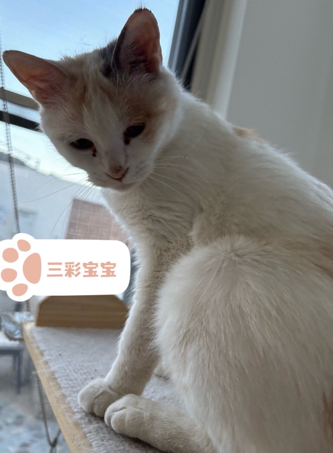 三彩救助回来一个月了～已经能够翻肚皮睡觉。快看不出流浪期的样子了。 