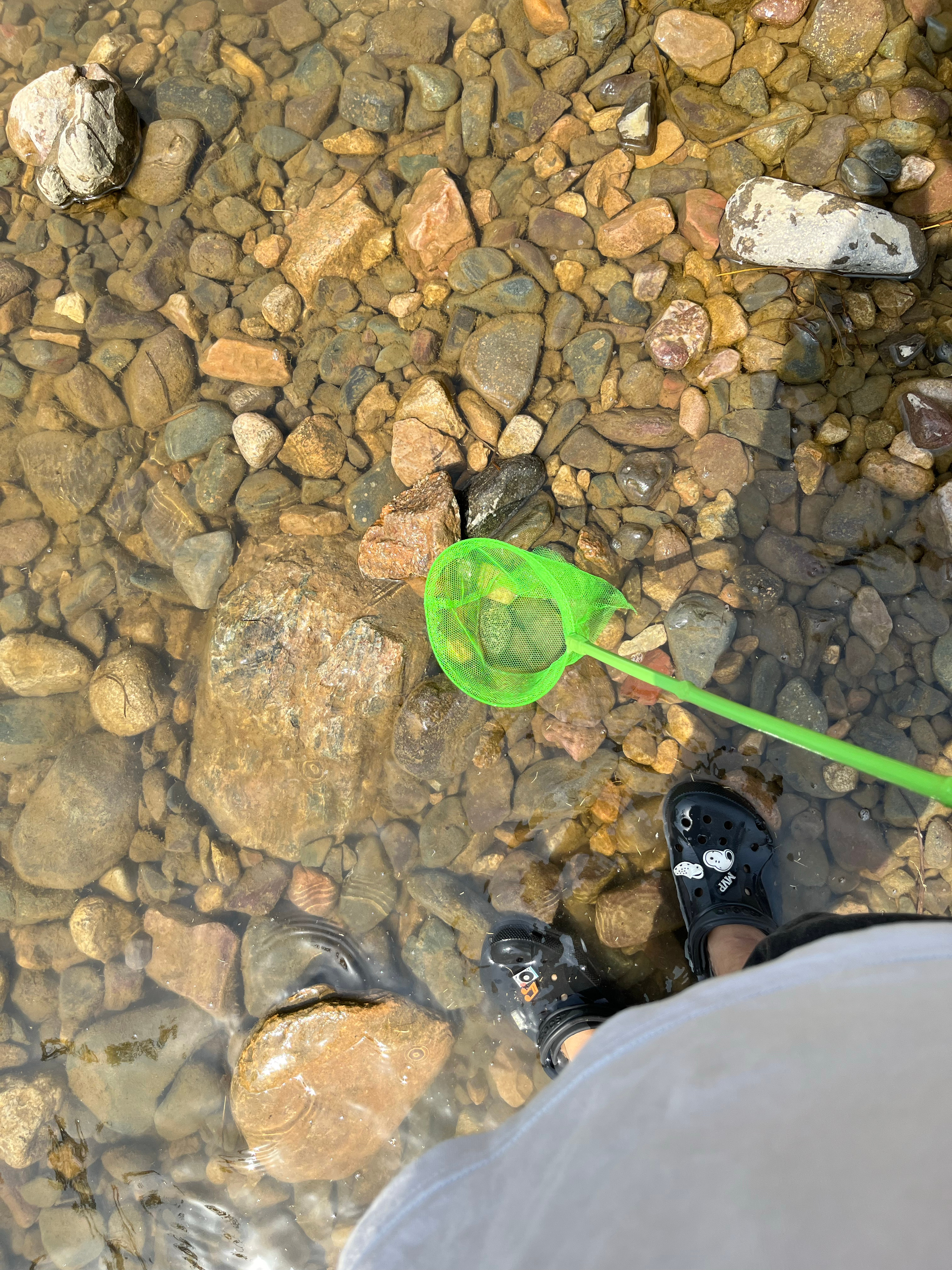 🐟小孩捕鱼是捕不过我的  ​​​