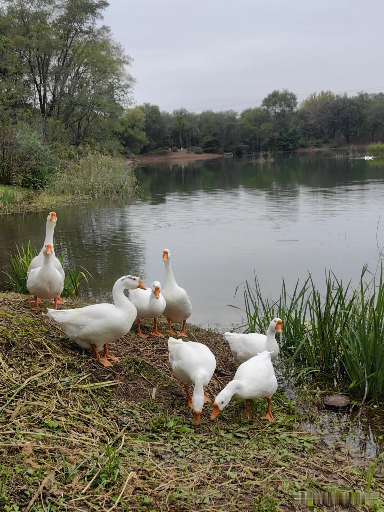 今天去北京奥森公园北园，发现很多水禽。往年这里也就是一些绿头麻鸭，但今年有了鸳鸯