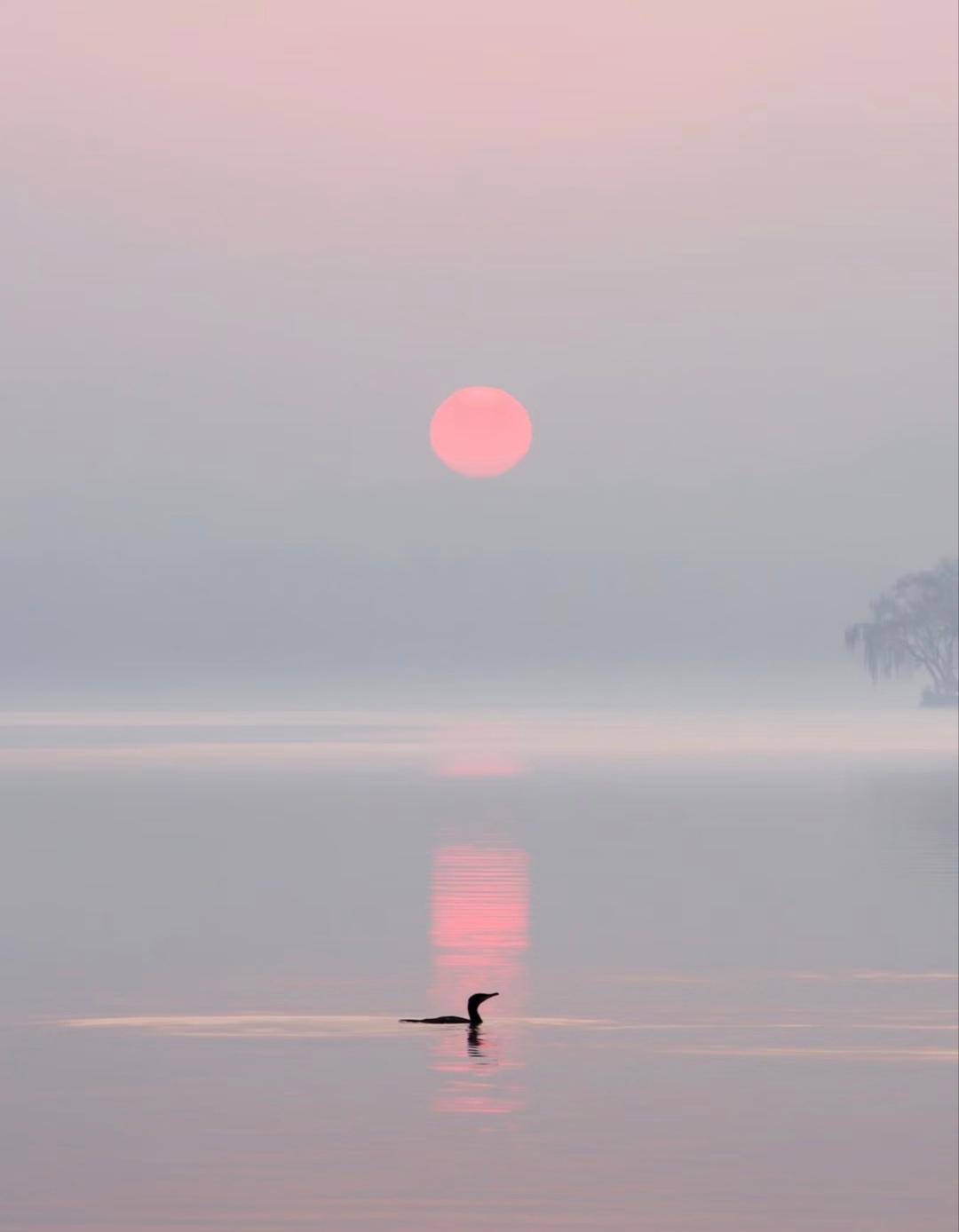 “ 秋水朝光 … ” 