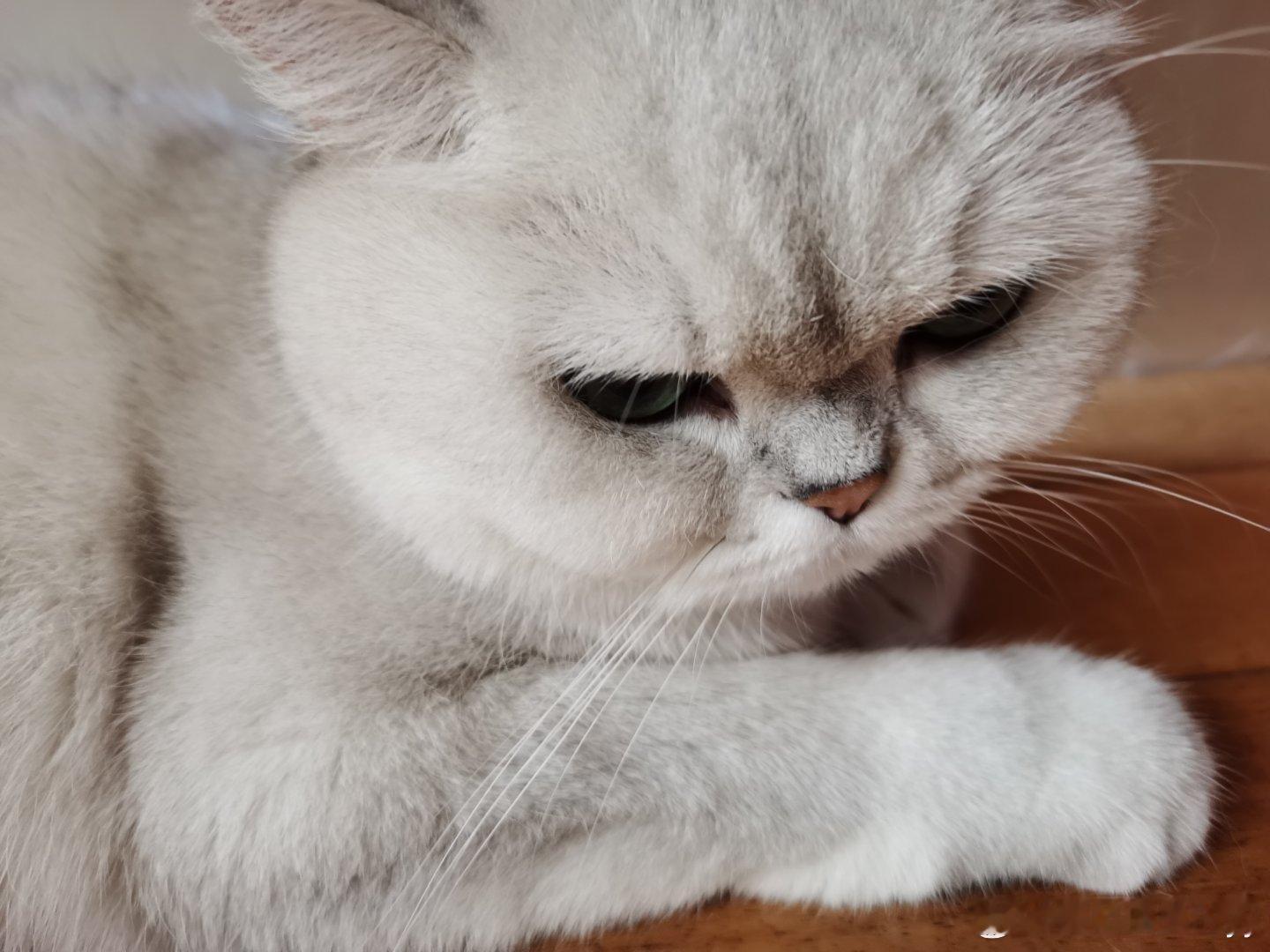 休闲小猫🐱 