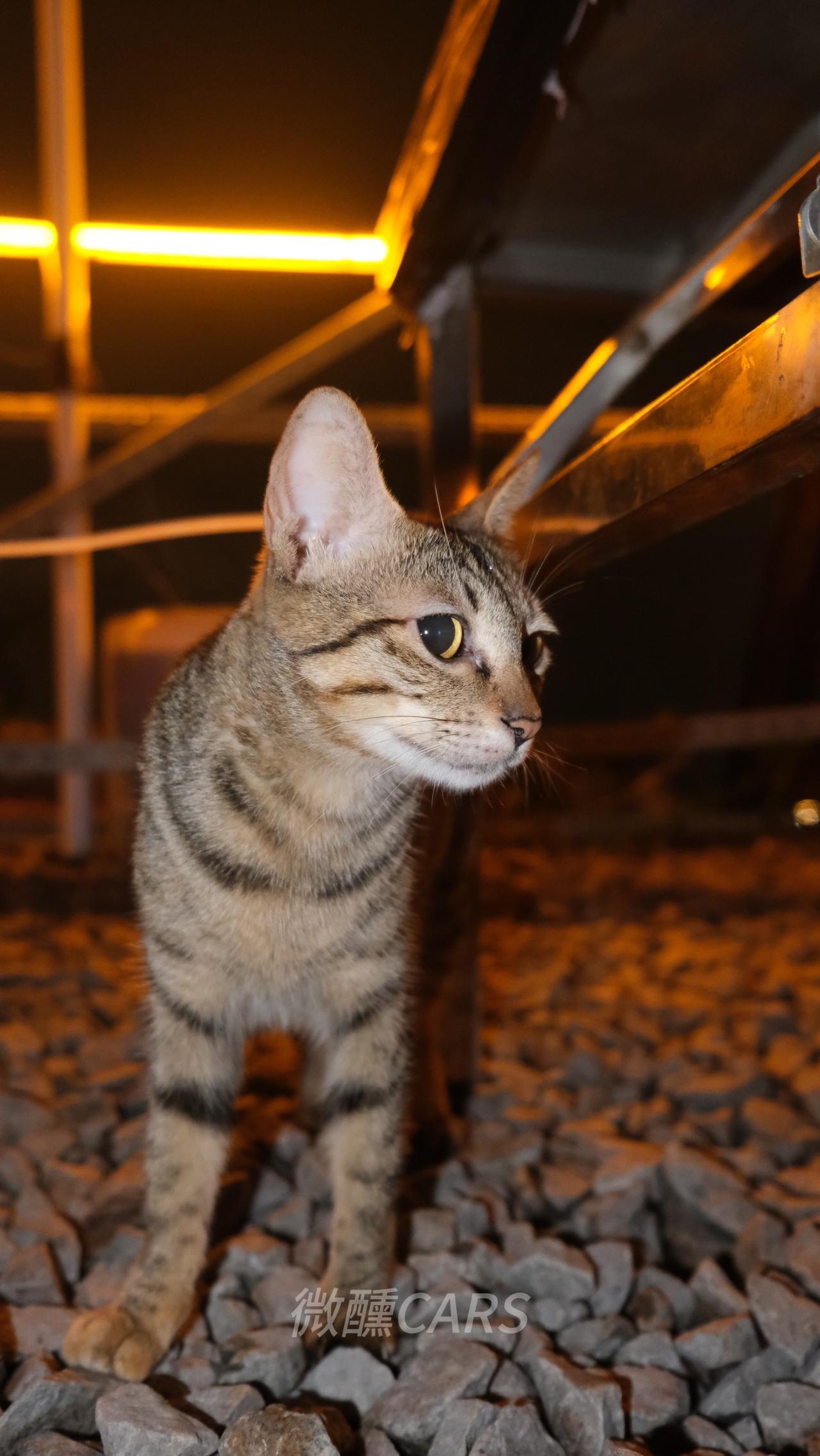 盐高 台风 夜猫打卡 甲壳虫 内燃机的魅力