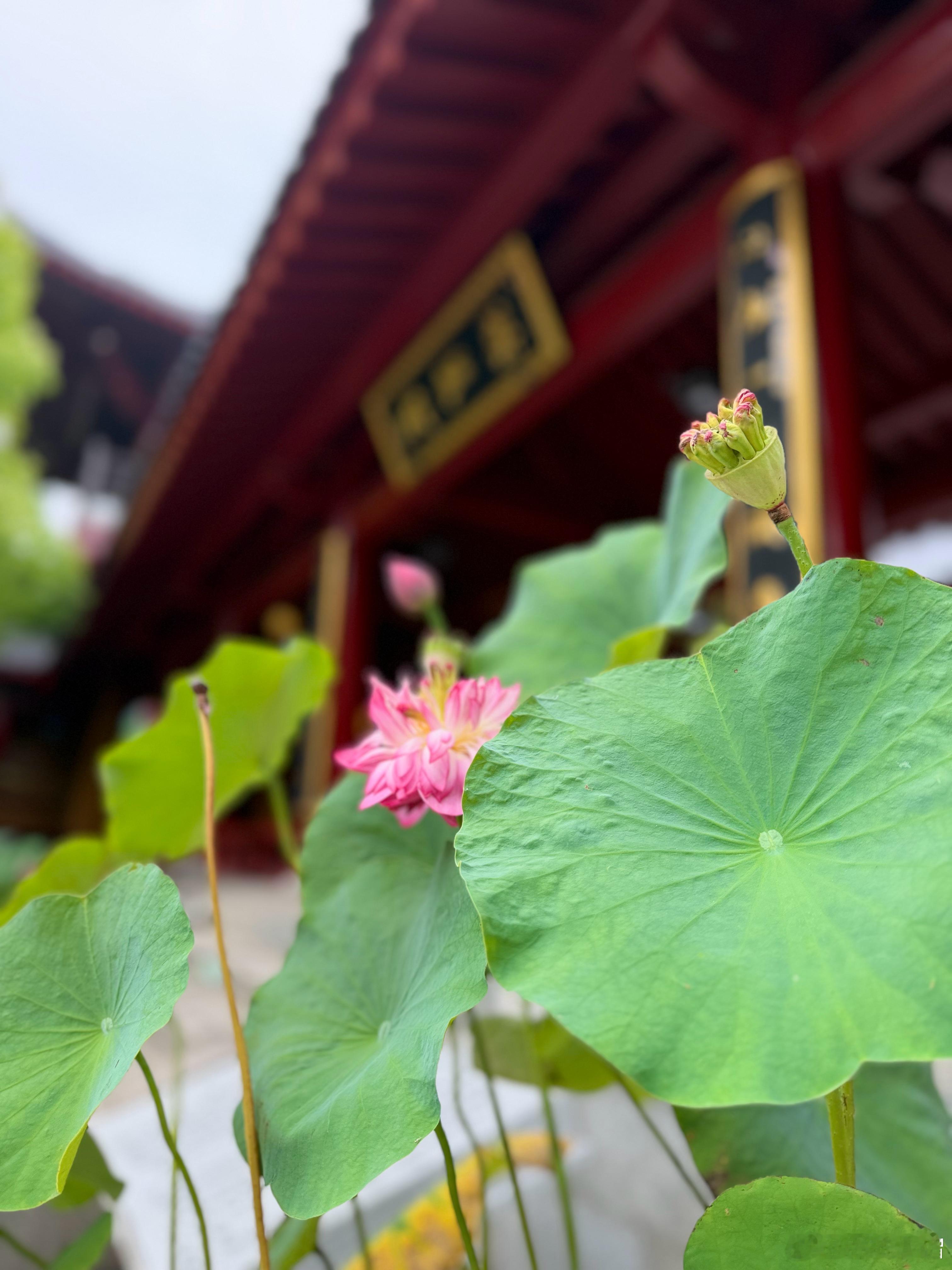佛教  师父说：生活从不是较劲对抗，而是学会和解。与自我释怀，与岁月相融，接纳世
