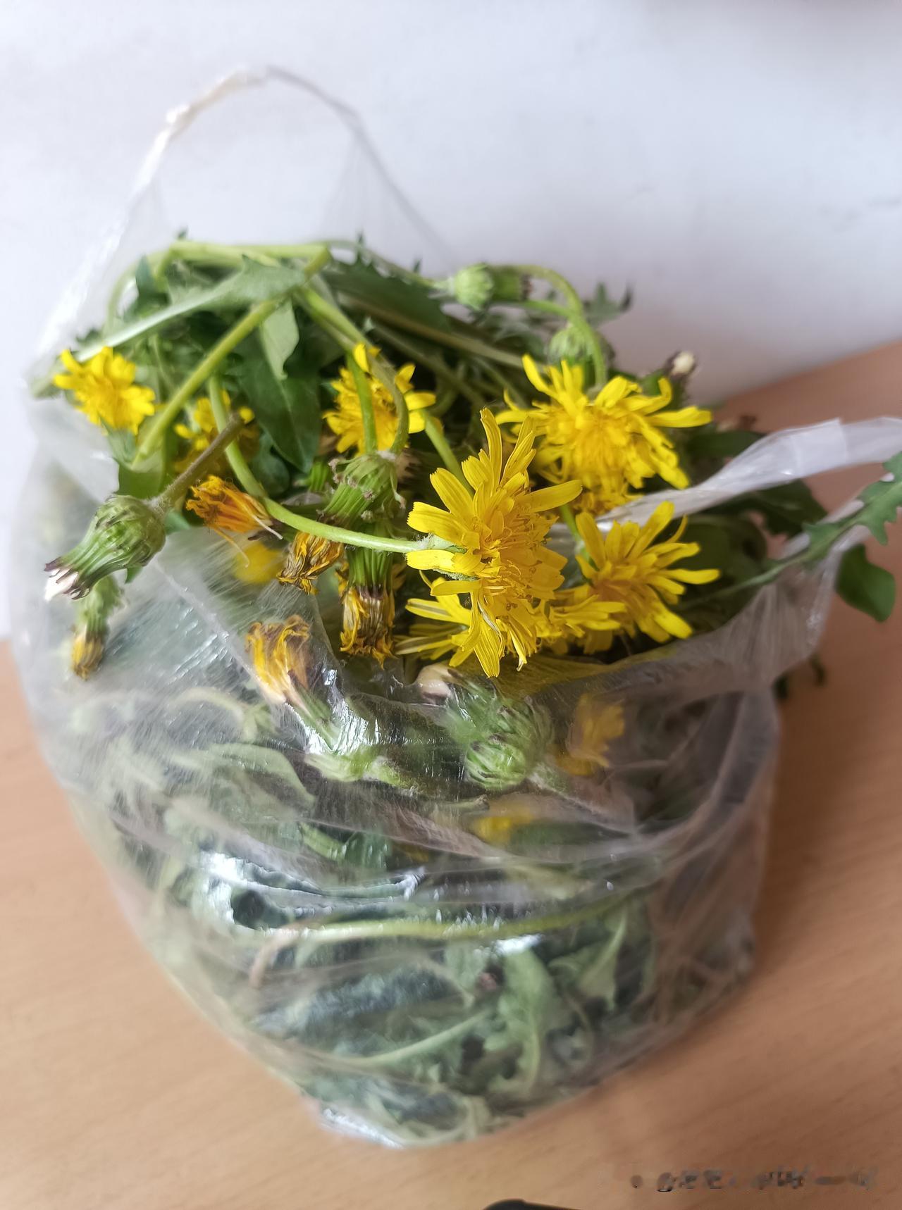 今天回村里的家，屋后的菜畦里，我发现有开花的蒲公英，赶紧拿了刀子去挖。

很容易