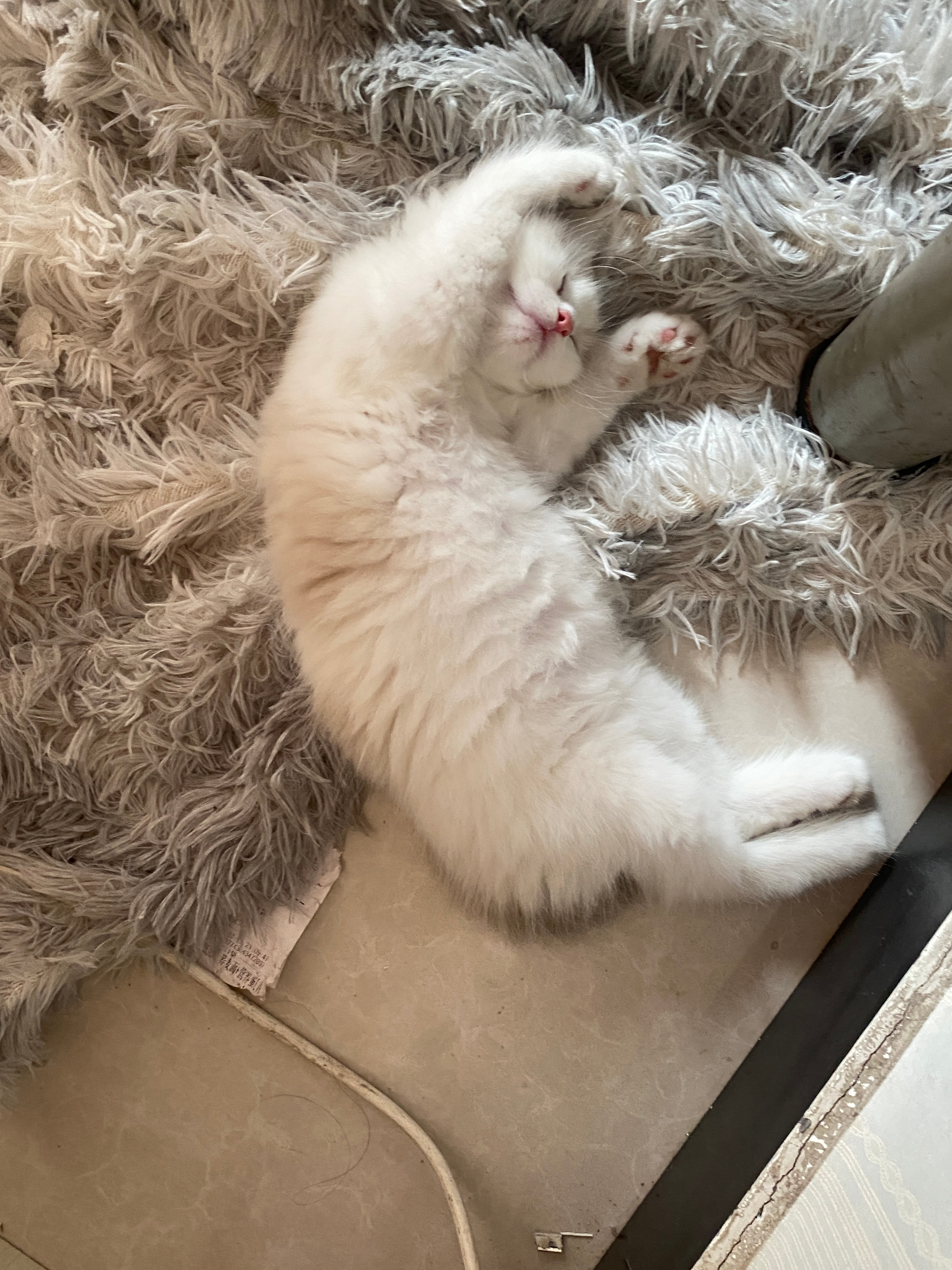 小咪要一直陪在妈咪身边 ​​​