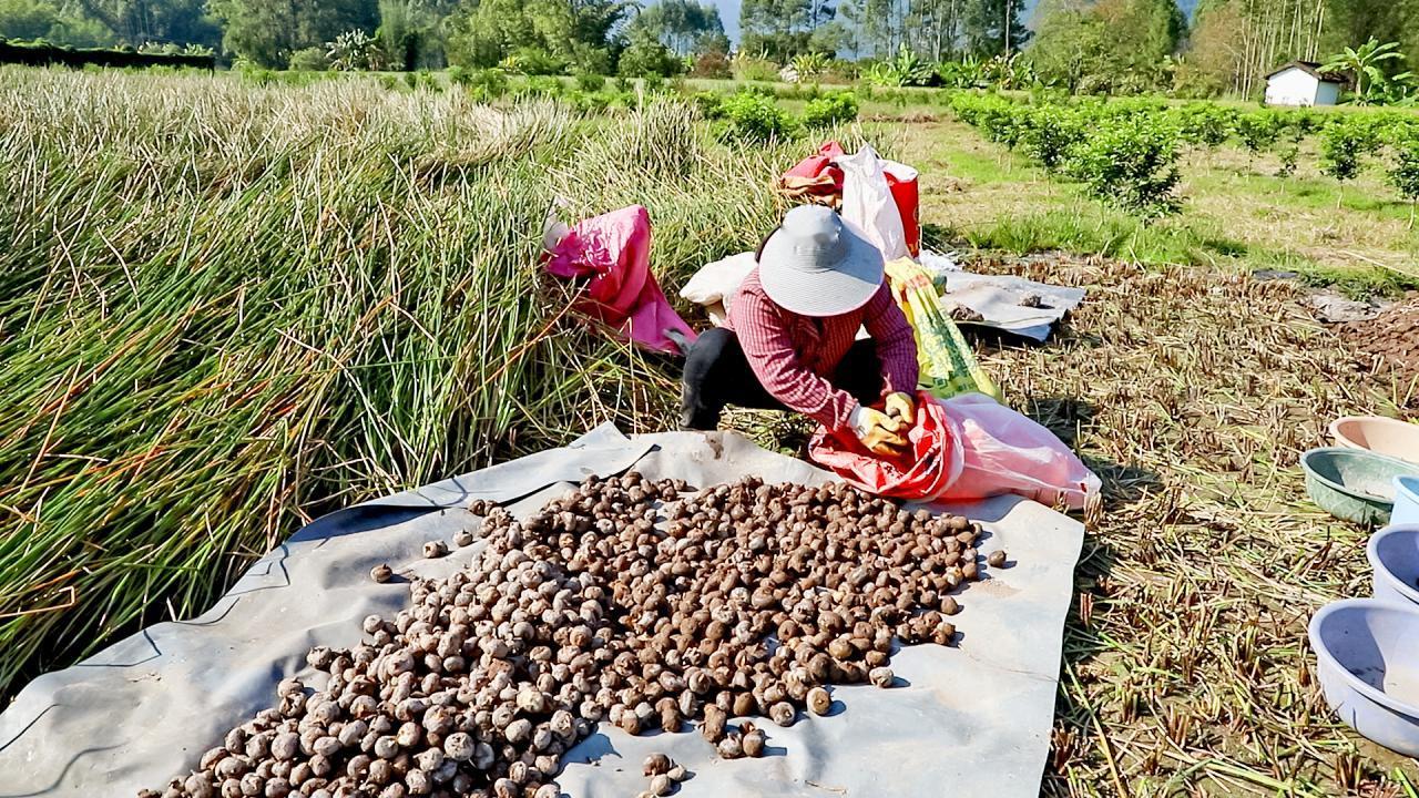 【广西荔浦政协提案助解10亿元特色产业“成长的烦恼”】

广西荔浦市马蹄产业迎来