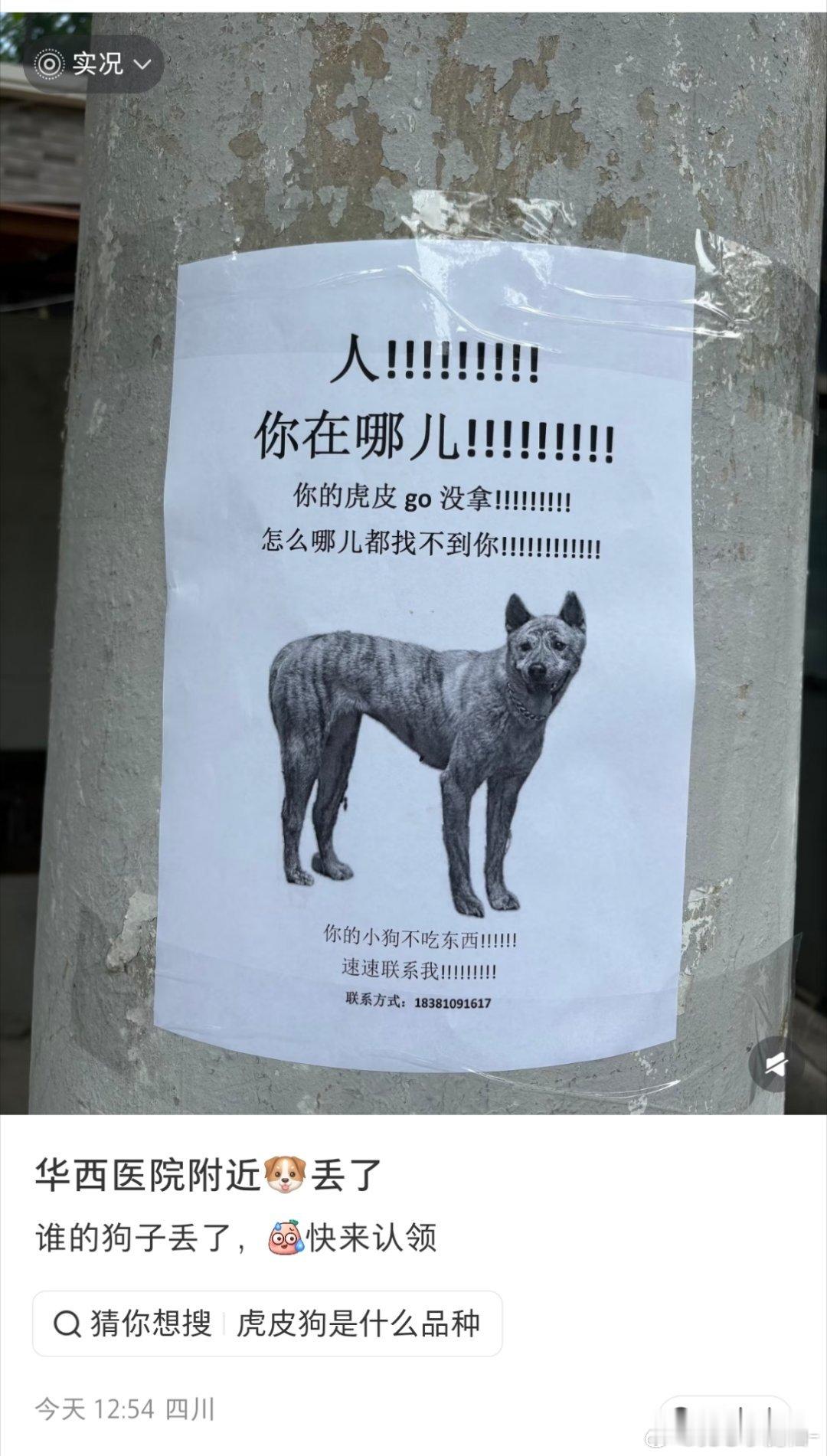 好逗的寻狗启事