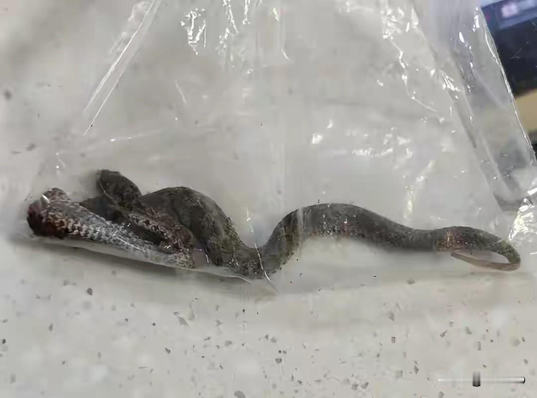 教科书式自救！绵阳大妈被毒蛇咬伤，带蛇就医保住一命

夏天高温多雨，正是蛇类频繁