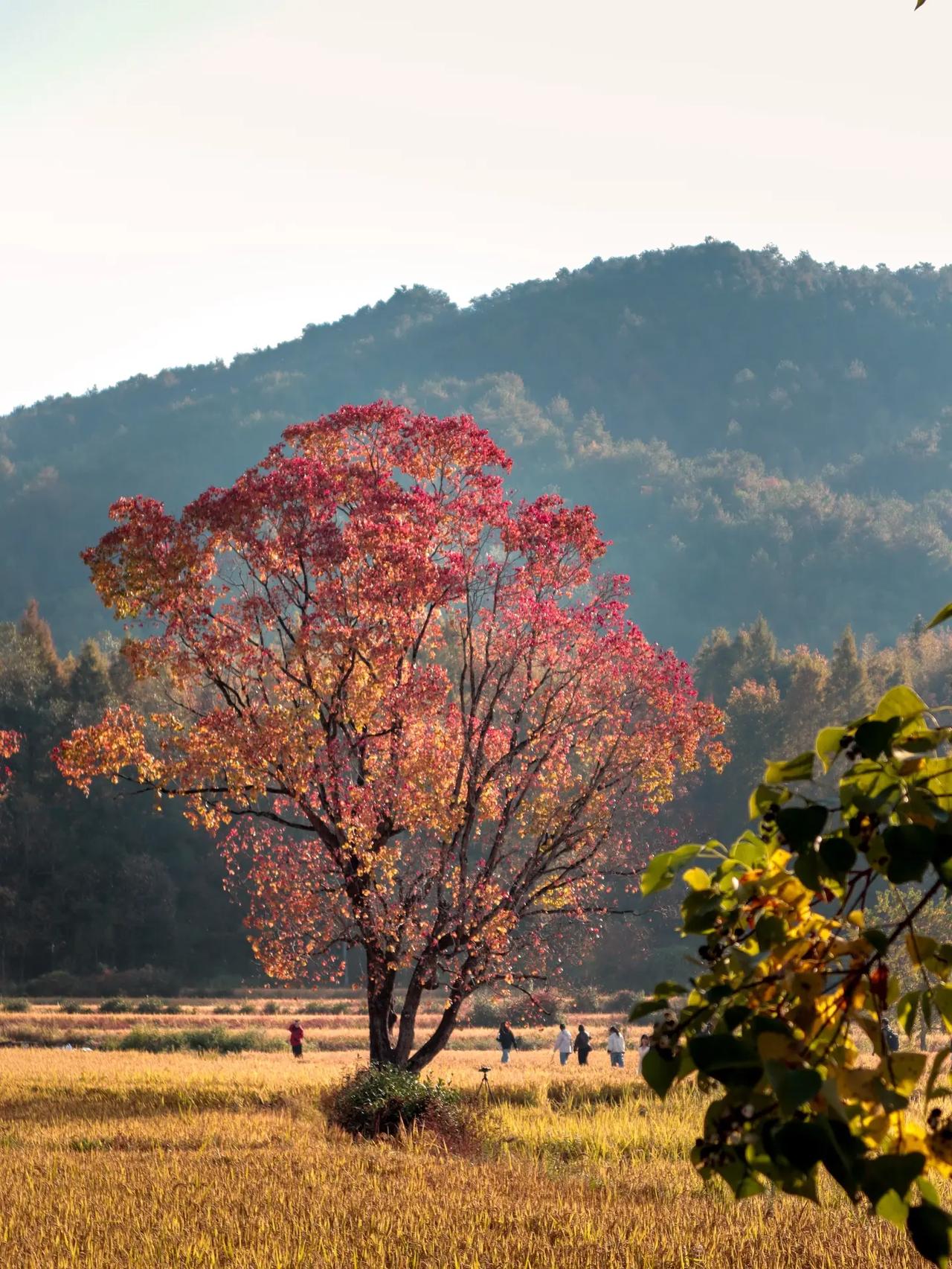 人真正厉害的是什么？不是所谓人高马大，也不是什么所谓的高学历，核心竞争力就是这个