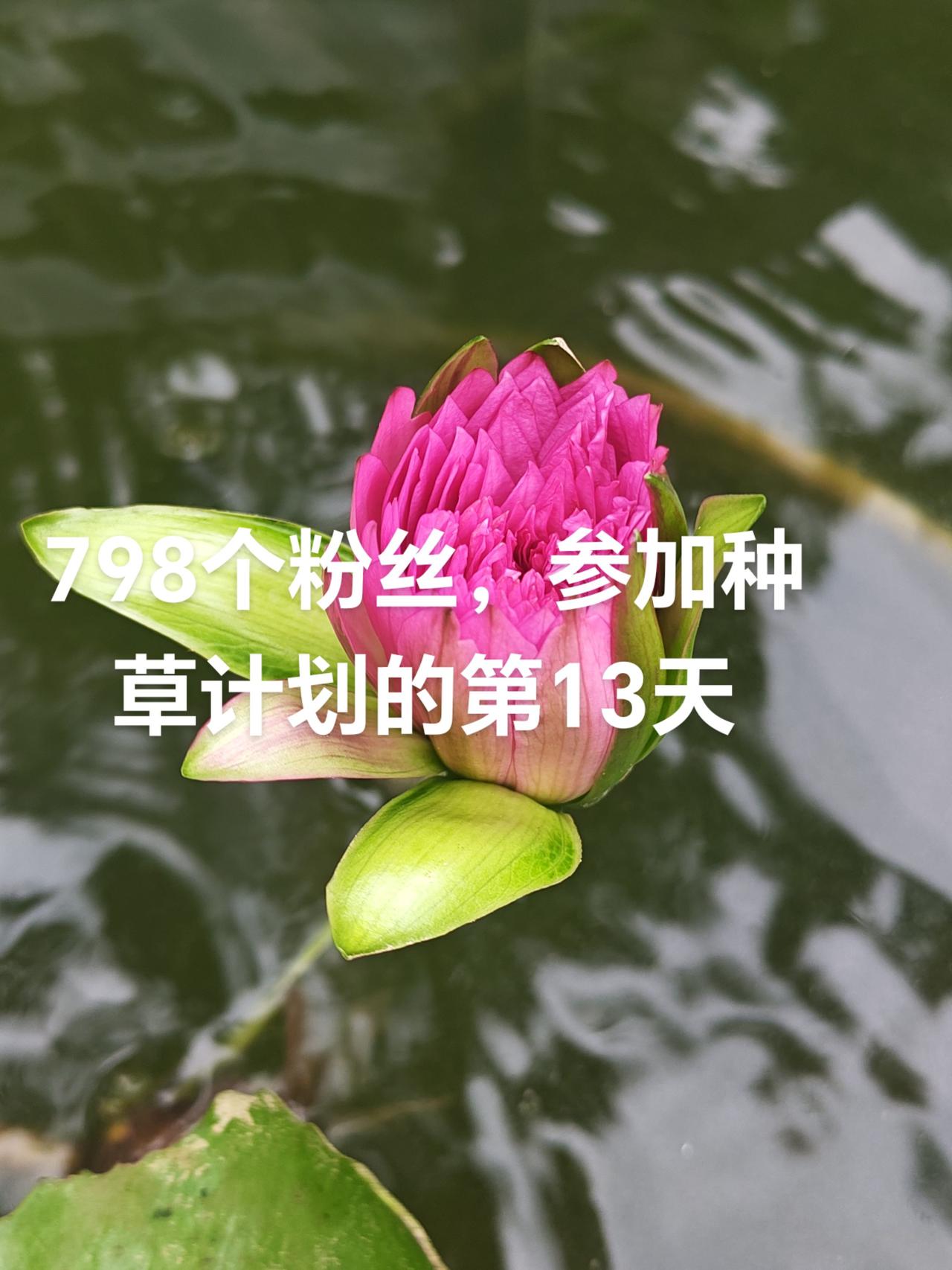 种草计划入口