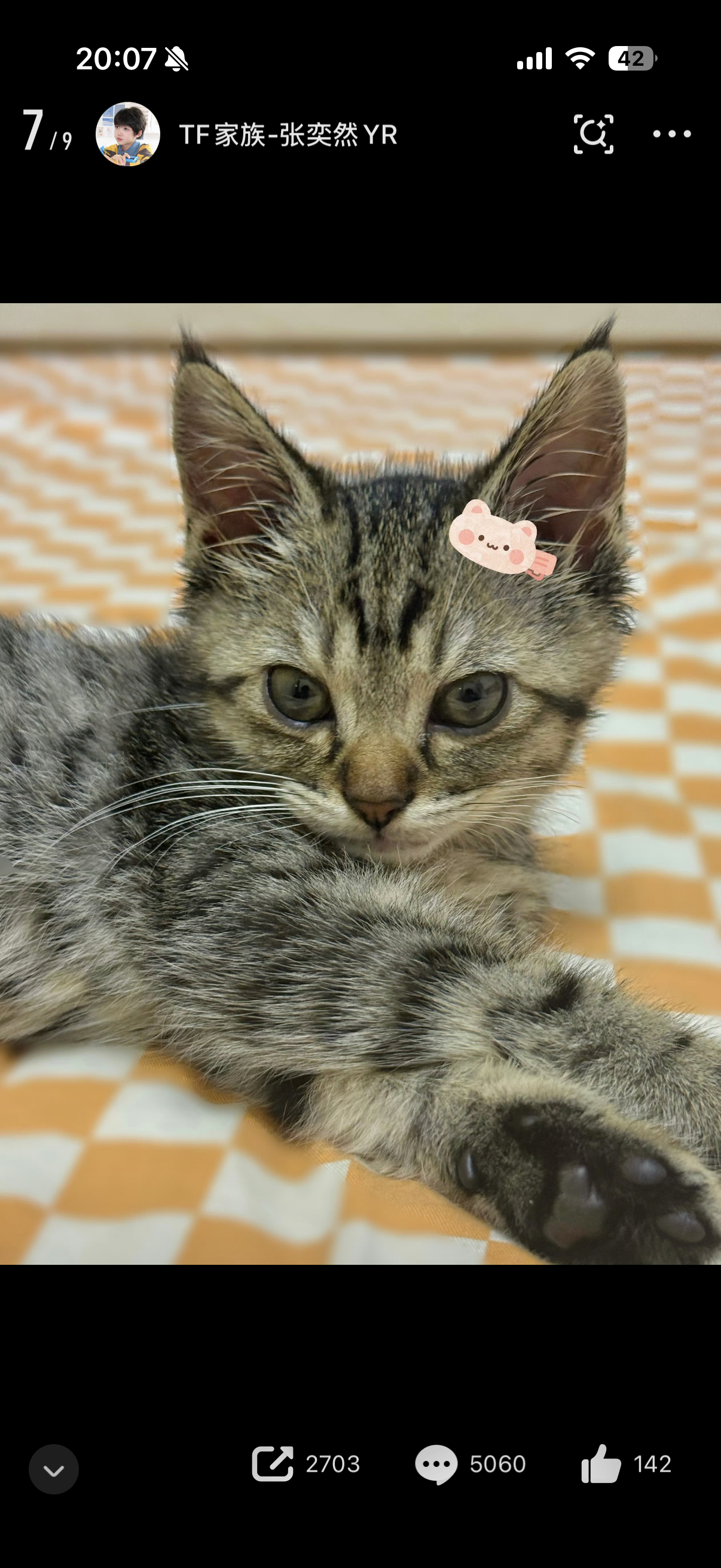 小猫也要有小猪夹子 