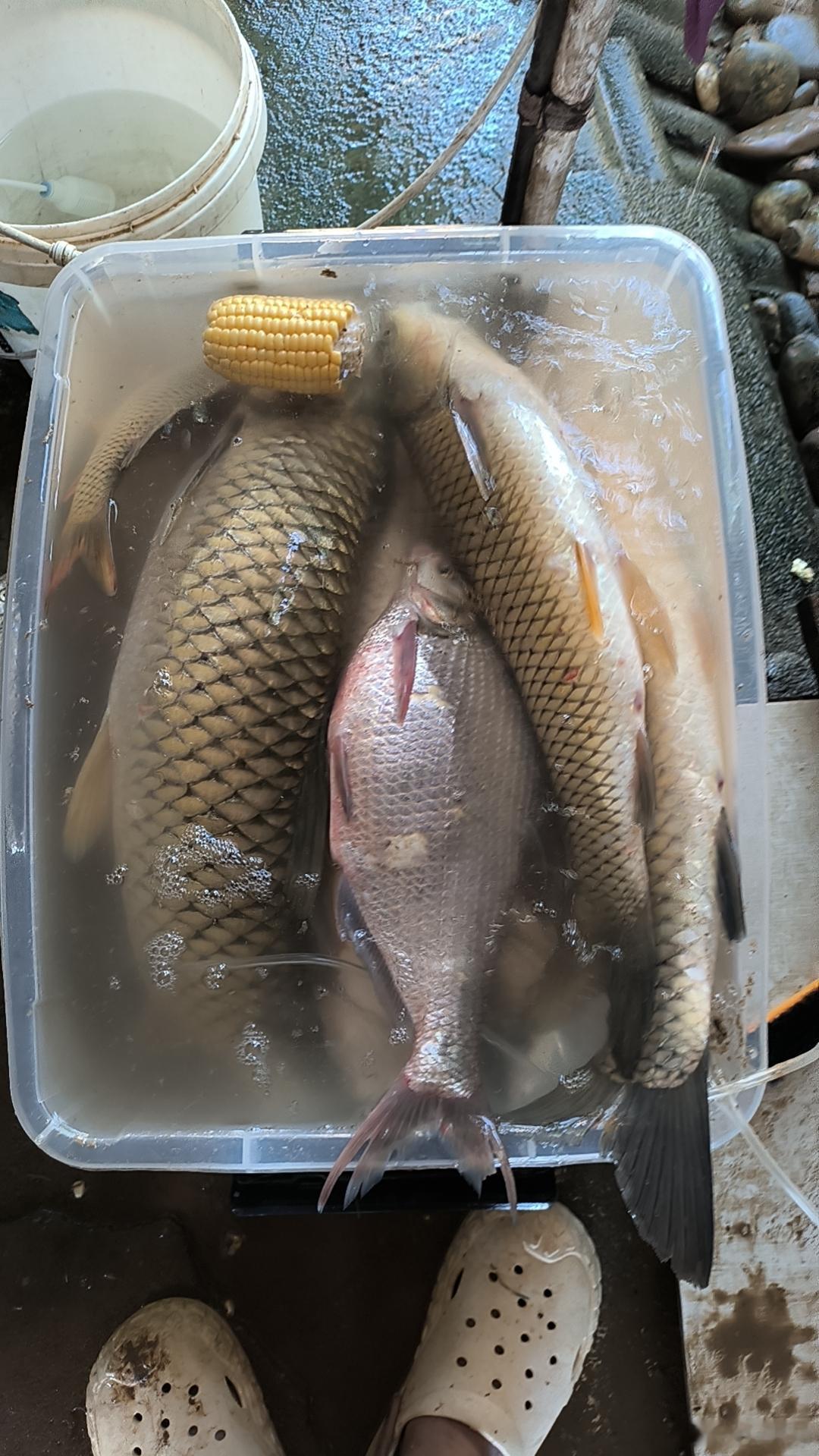 身边同事一个个都开上新能源了，说不心动是假的，看了不少，某界是真喜欢，也是真贵，