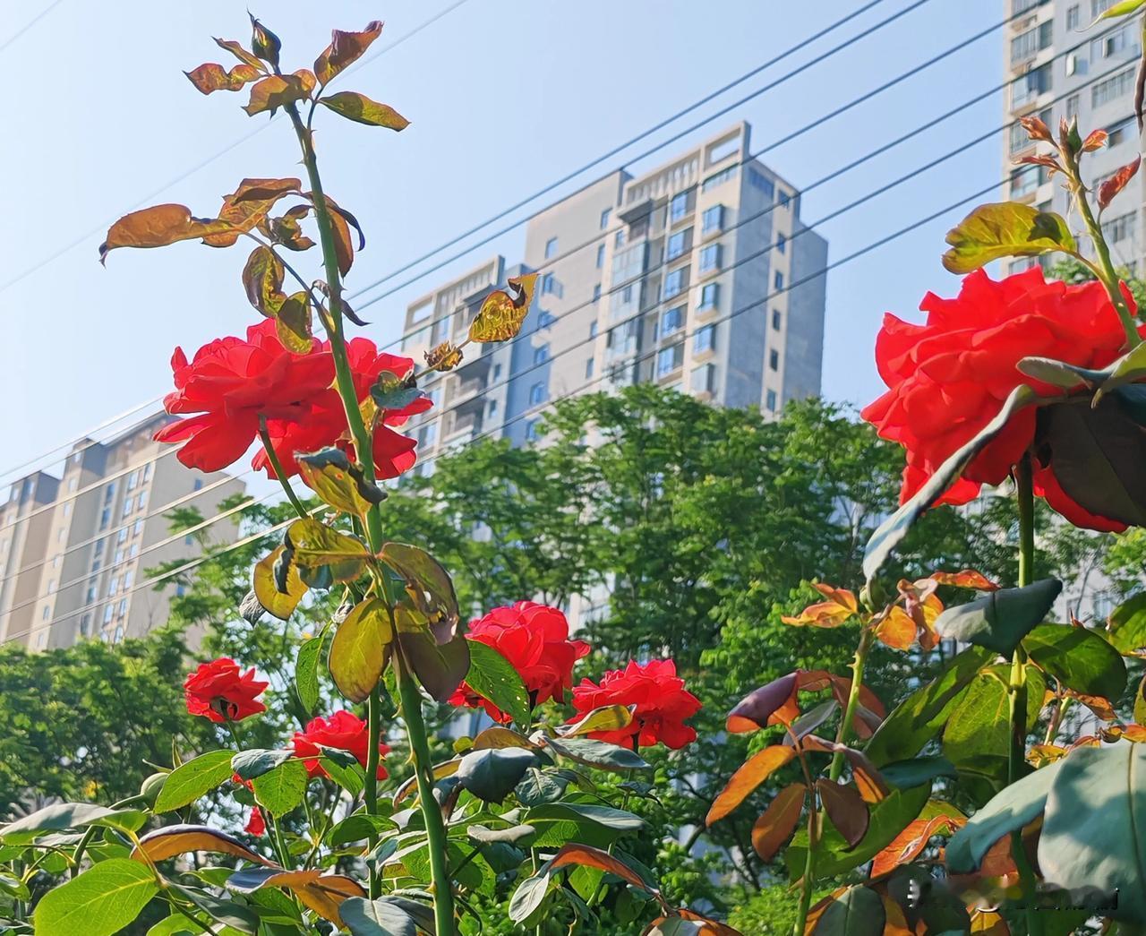 平仄规则是对联传统的重要部分，应传承。

      平仄对示例

喜对欢，桃对