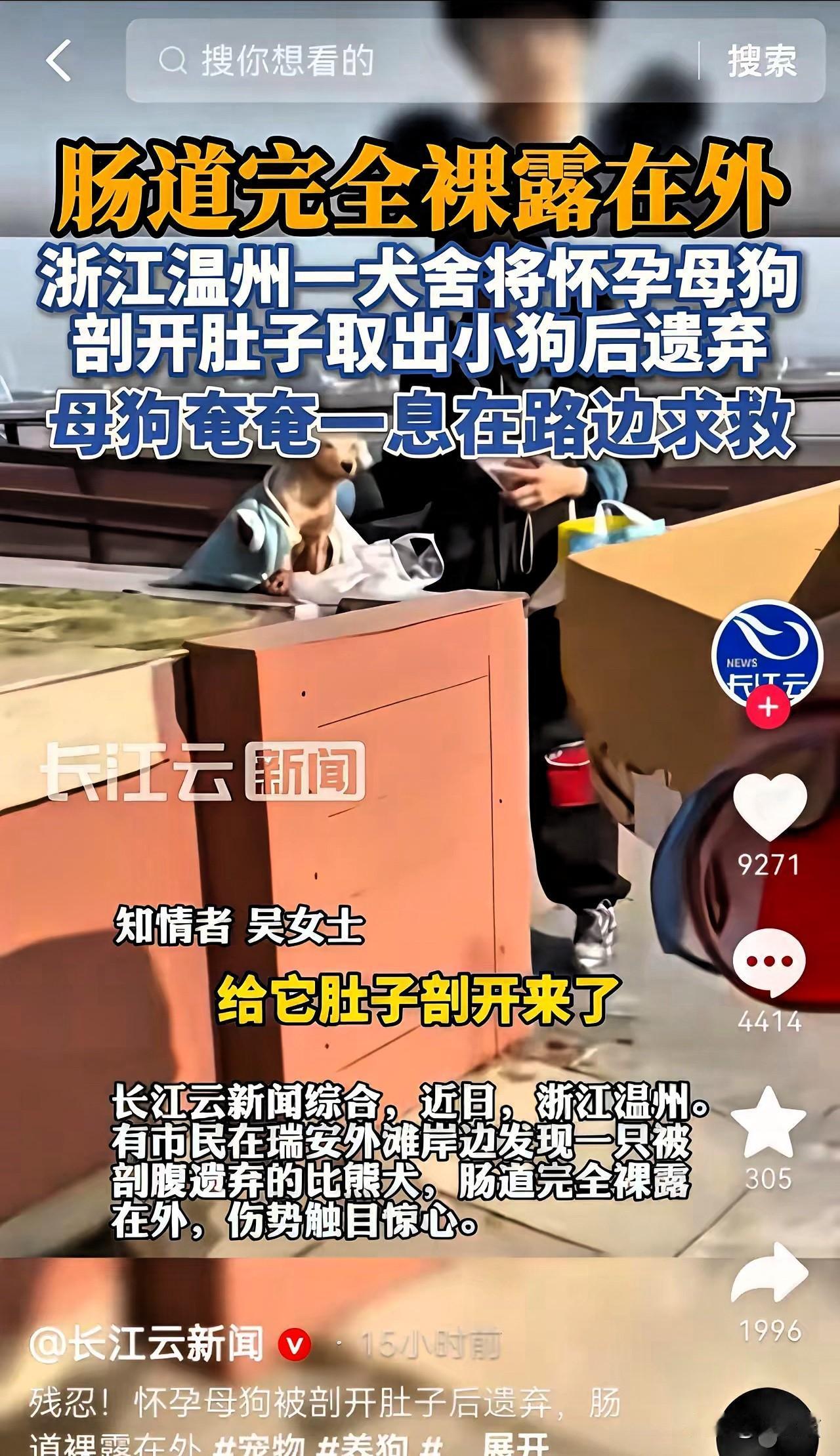 寒风里那只被剖腹丢弃的比熊，
肠子露在外面却不吭一声，
到底是谁狠得下心这么做？