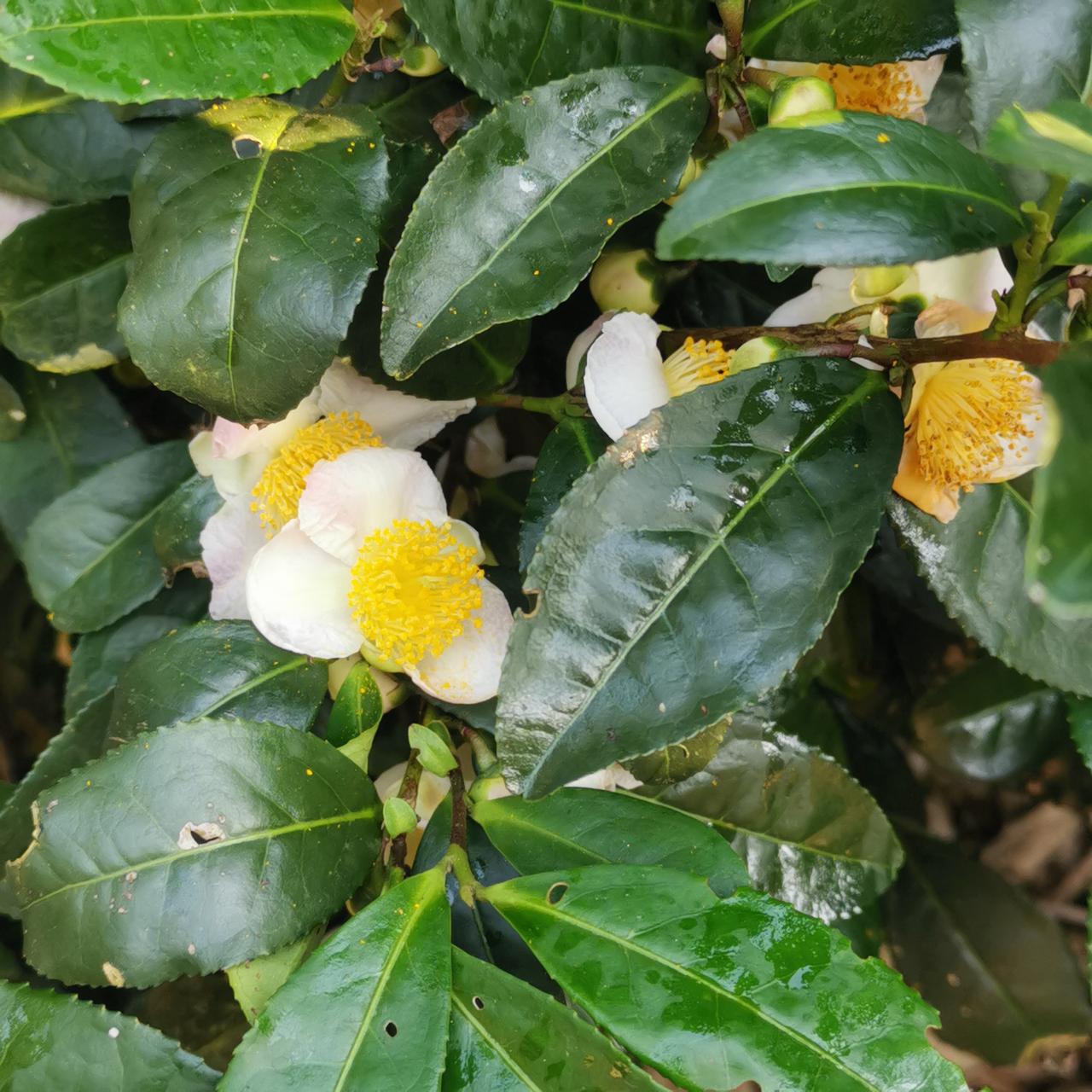 暖冬小花也争相绽放